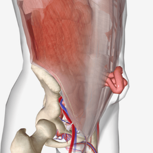 cirugia-de-hernia-en-tijuana-bc-precio-consulta